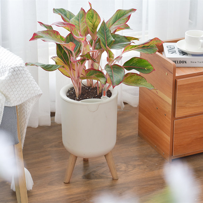 Nordic Indoor  Self Watering Plant Pot