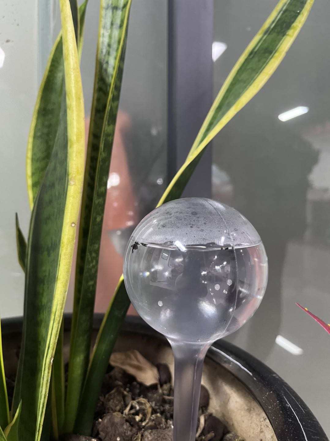 automatic plant watering bulb DEEPBANG plant Clear Self Watering Globes – green life